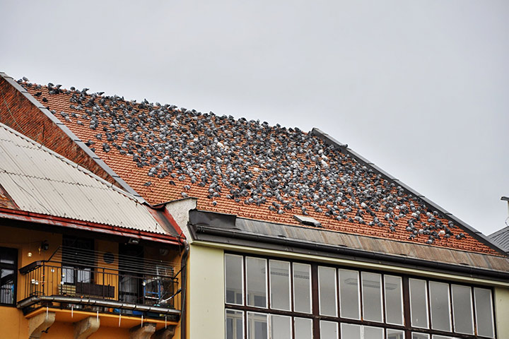 A2B Pest Control are able to install spikes to deter birds from roofs in Cowdenbeath. 