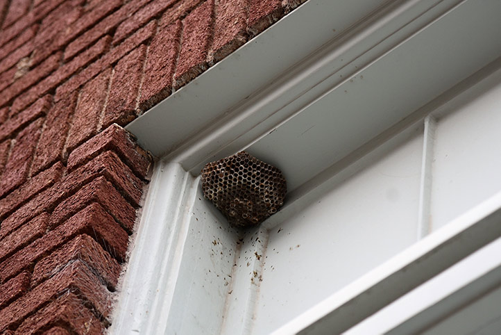 We provide a wasp nest removal service for domestic and commercial properties in Cowdenbeath.